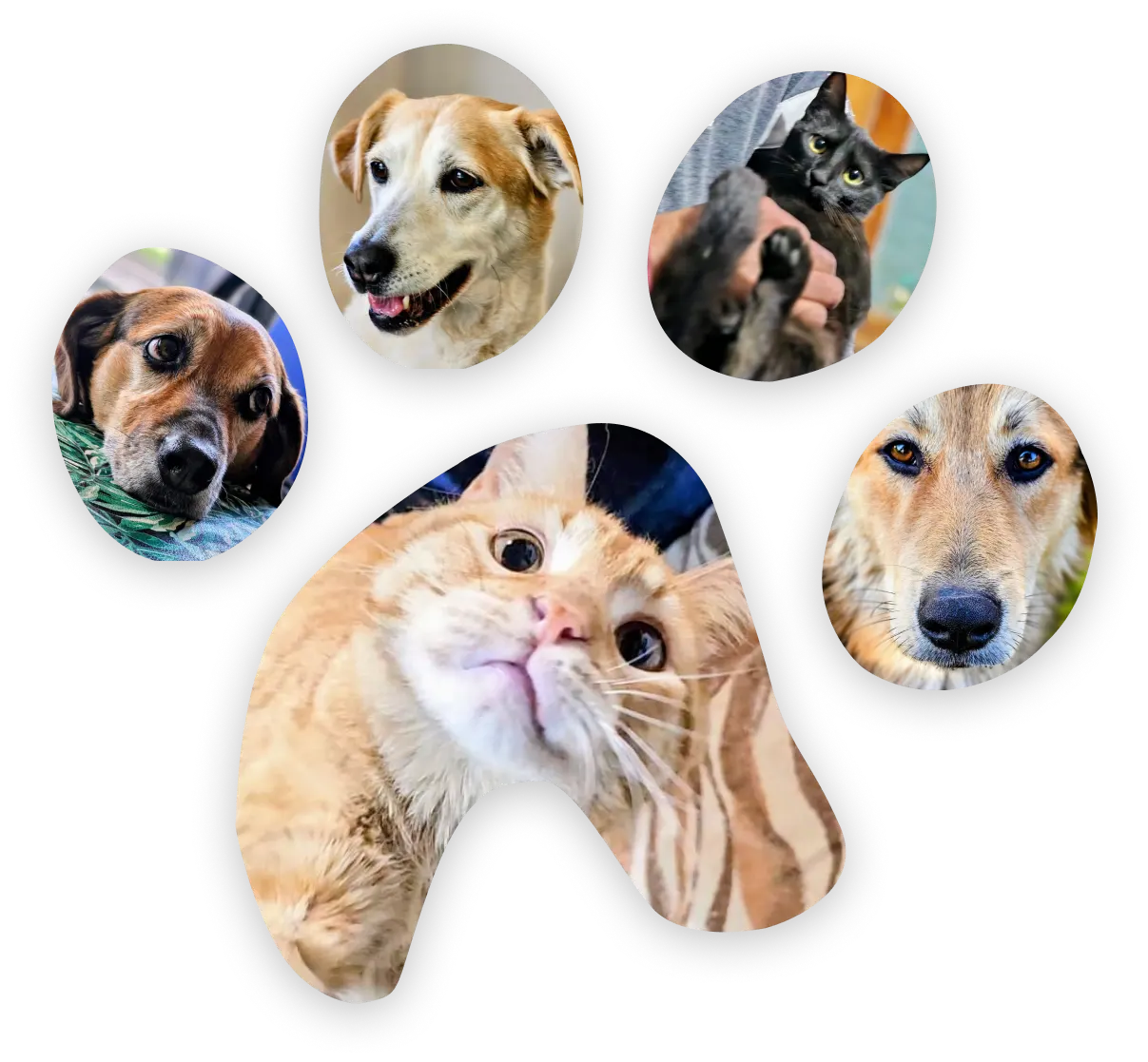 Woof Paw